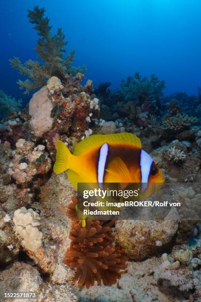 pair of red sea clownfish (amphiprion bicinctus) in front of its fluorescent bubble-tip anemone (entacmaea quadricolor), dive site house reef, mangrove bay, el quesir, red sea, egypt - entacmaea quadricolor stock illustrations
