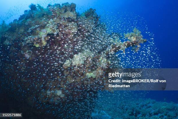 shoal, group of red sea dwarf sweeper (parapriacanthus guentheri), dive site house reef, mangrove bay, el quesir, red sea, egypt - school of fish stock illustrations