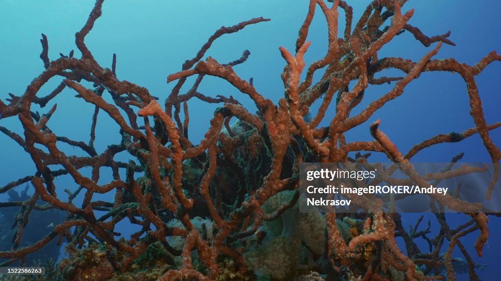 Coral reef covereg with bright Red Sponges. Toxic Finger-Sponge (Negombata magnifica) on top of coral reef on the deep in the morning time, on blue water background, Red sea, Egypt