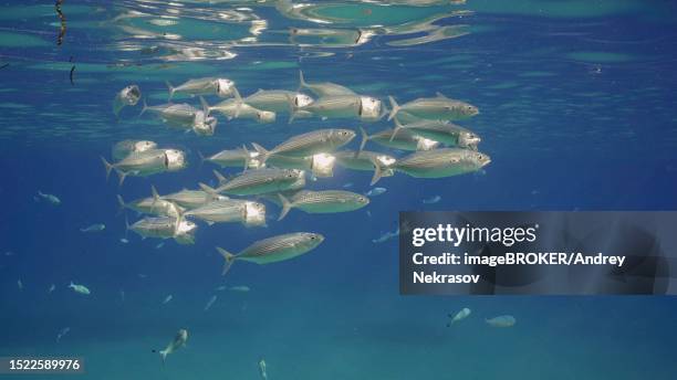 Blue Ramp Fish 34 Blue Ram Fish Stock Photos, High-Res Pictures, and Images - Getty Images