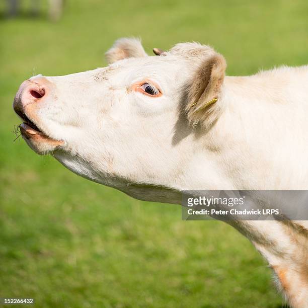 cow mooing - cow mooing fotografías e imágenes de stock