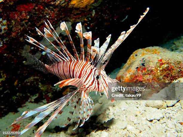 lionfish - lionfish stock pictures, royalty-free photos & images