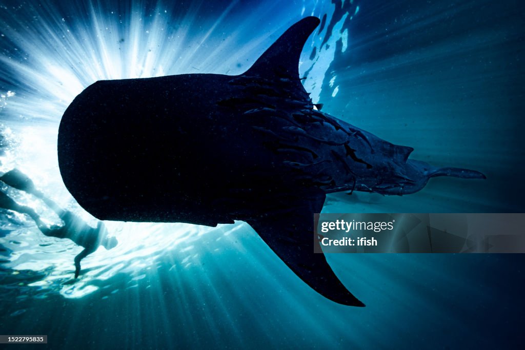 Tiburón ballena y snorkler a la luz del sol, Triton Bay, Indonesia