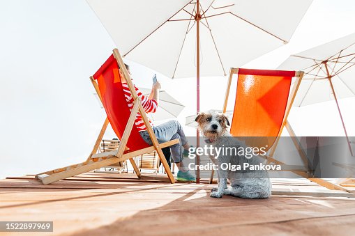 359 Bilder und Stockfotos zu Hund Sonnenschirm