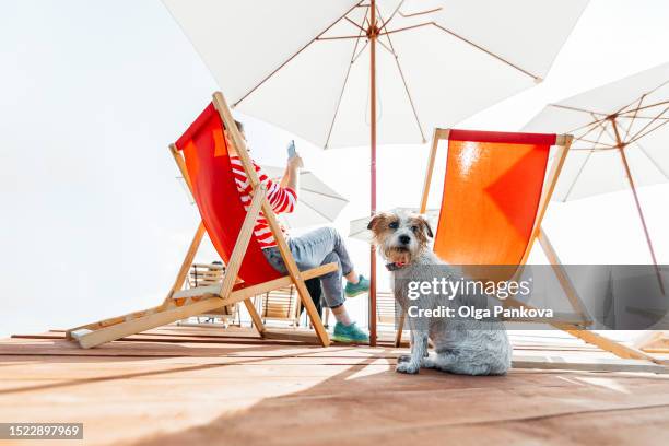 woman relaxes using her phone on the terrace with sun loungers and parasols with her dog - outdoor chair stock pictures, royalty-free photos & images