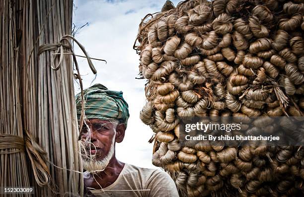 our golden fiber and stake - cultura del bangladesh foto e immagini stock