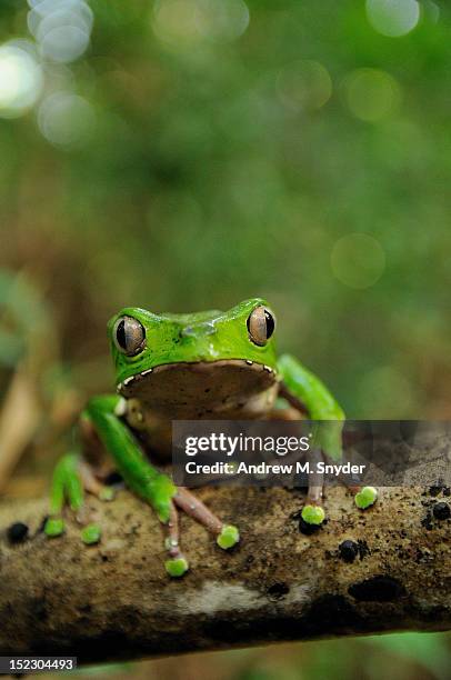 waxy monkey tree frog - guyana stock pictures, royalty-free photos & images