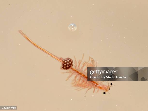 artemia parthenogenetica - scimmie di mare foto e immagini stock