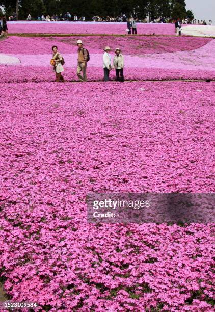 Visitors enjoy moss pink field covered on the hill at the Hitsujiyama Park in Chichibu city in Saitama prefecture, suburban Tokyo on April 24, 2009....