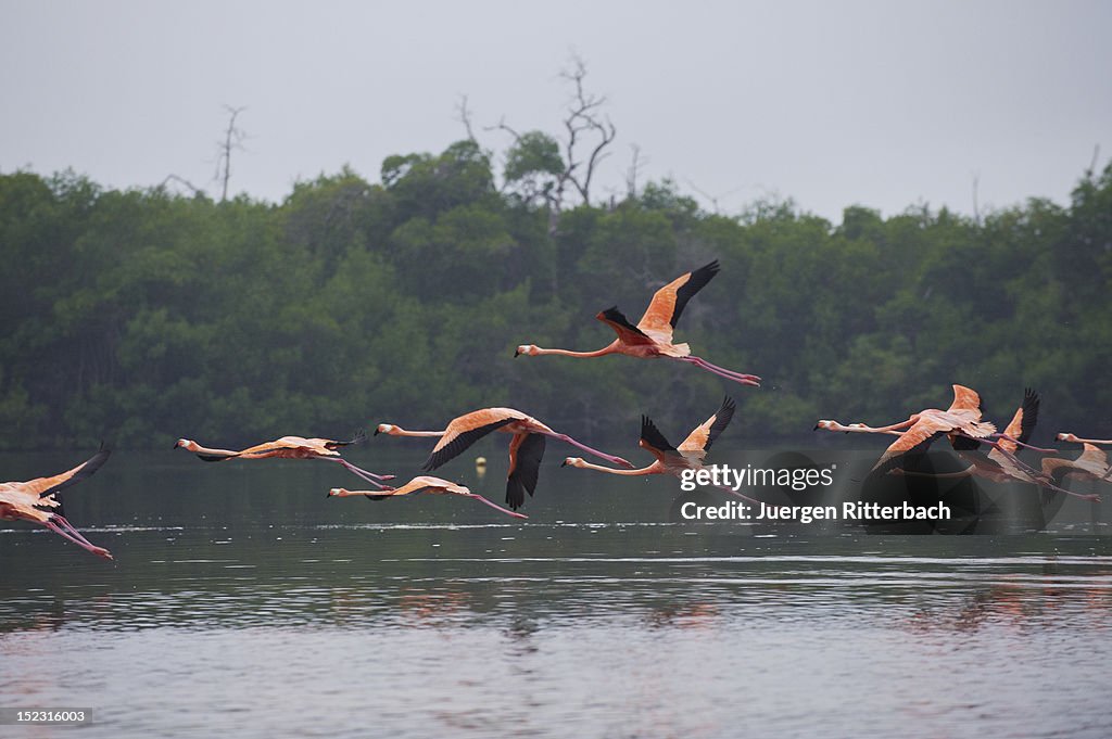 American Flamingo, Phoenicopterus ruber