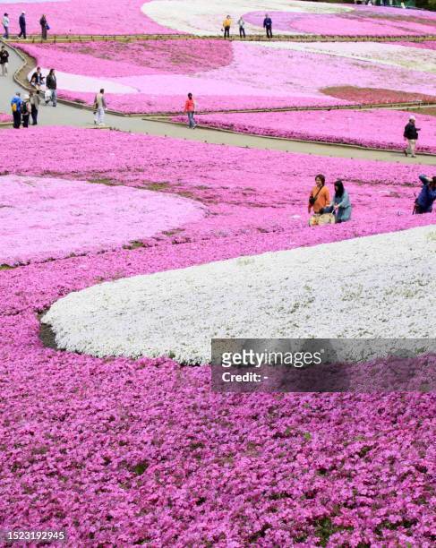 Visitors enjoy moss pink field covered on the hill at the Hitsujiyama Park in Chichibu city in Saitama prefecture, suburban Tokyo on April 24, 2009....