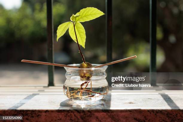 avocado rooting in water - avocado plant bildbanksfoton och bilder