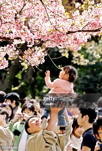 Little girl, carried by her father, extends her hand to touch cherry blossom at Tokyo's Ueno park, 09 April 2006. Millions of people enjoy admiring...