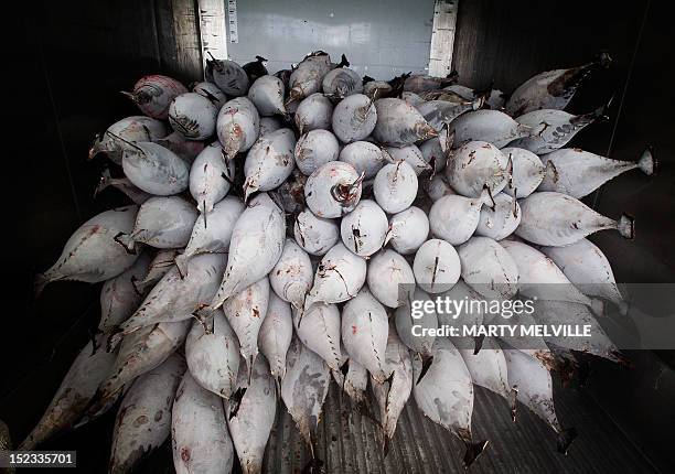 To go with AFP story "Pacific-Cooks-conservation-environment-fish,FEATURE" by Neil Sands This photo taken on August 31, 2012 shows yellow fin tuna...