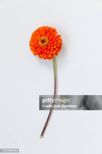 one orange zinnia on white background with room for text - flower flat lay stock pictures, royalty-free photos & images