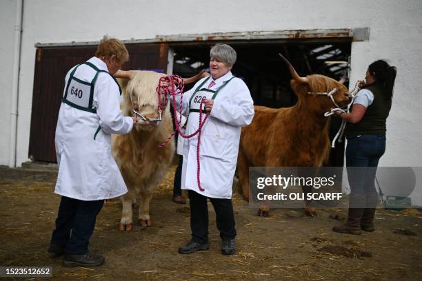 Handlers stand with Highland cattle ahead of judging on the first day of the Great Yorkshire Show in Harrogate, northern England on July 11, 2023....