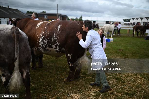 Handler grooms their cattle ahead of judging on the first day of the Great Yorkshire Show in Harrogate, northern England on July 11, 2023. The...
