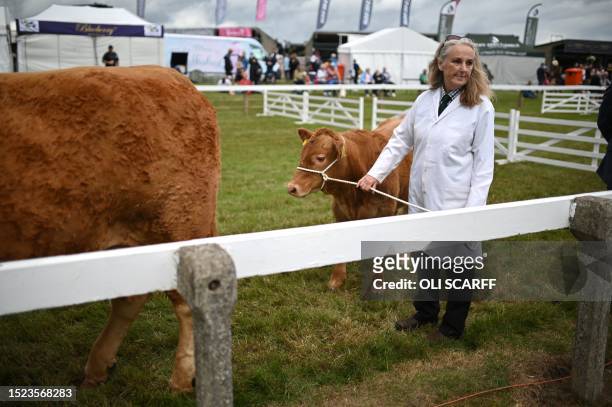 Handler stands with cattle ahead of judging on the first day of the Great Yorkshire Show in Harrogate, northern England on July 11, 2023. The...