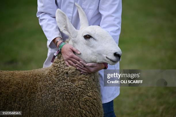 Handler holds a Border Leicester sheep as it's judged on the first day of the Great Yorkshire Show in Harrogate, northern England on July 11, 2023....