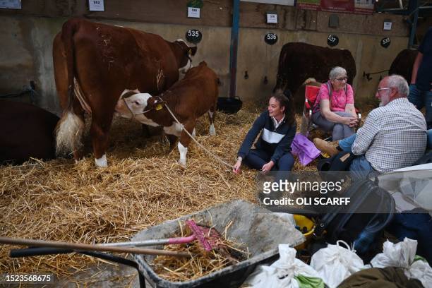 People sit with hereford cattle on the first day of the Great Yorkshire Show in Harrogate, northern England on July 11, 2023. The agricultural show,...