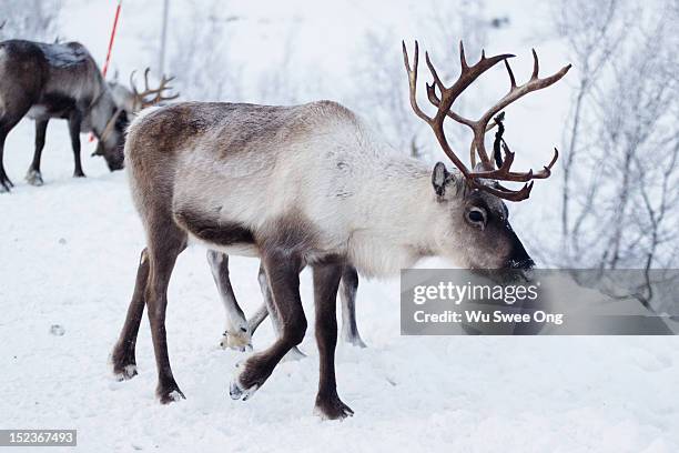 reindeers in norway - reindeer stockfoto's en -beelden