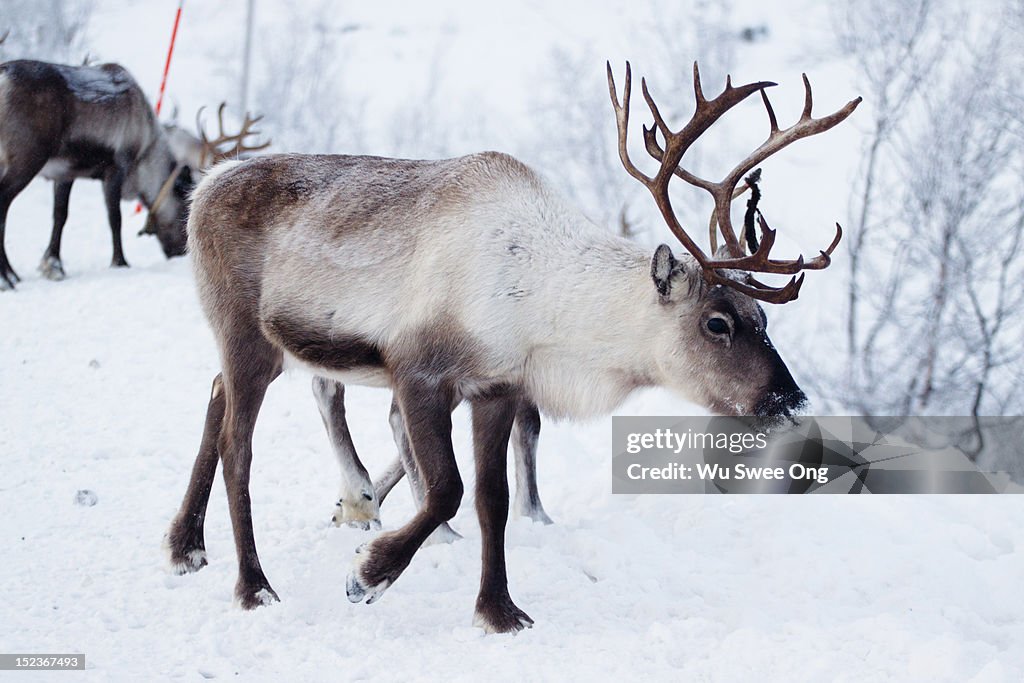 Reindeers in Norway