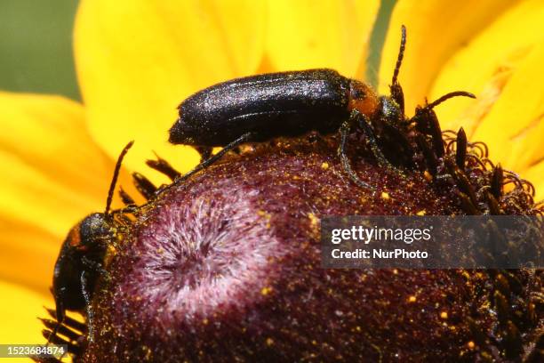 Soldier Beetles on a Black-eyed Susan flower in Markham, Ontario, Canada, on July 03, 2023.