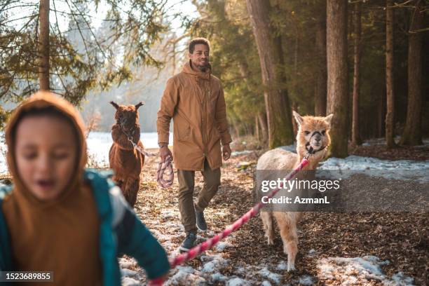 alegre menino mestiço caminhando alpacas - season 5 - fotografias e filmes do acervo