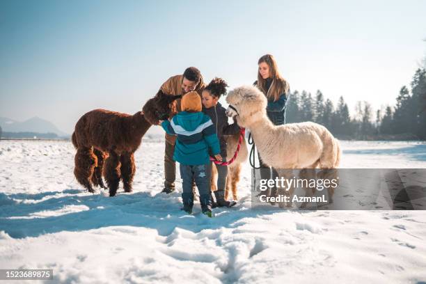 zauberhafter winter mit alpakas, multikulturelle familie, die sie streichelt - alpaka stock-fotos und bilder