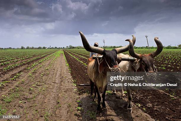 farm in jetpur - farmer gujarat stock pictures, royalty-free photos & images