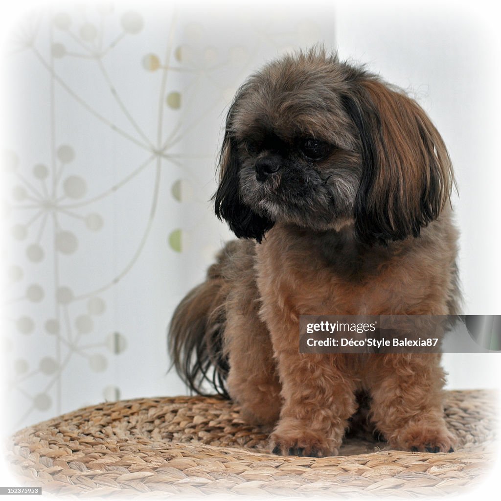 Shih-tzu dog