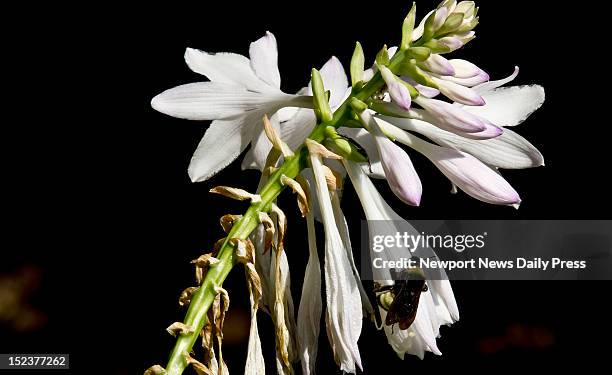 Steve Wyrick is a familiar gardener on the Facebook page called Peninsula Plantcycle. Here, a bee dines on the nectar of a hosta bloom.