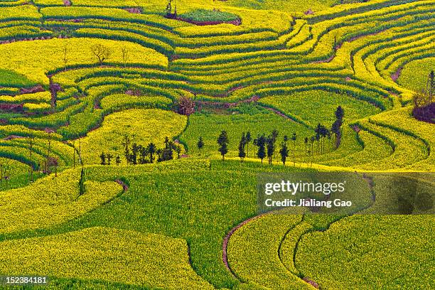 rapeseed field - yunnan province stock pictures, royalty-free photos & images