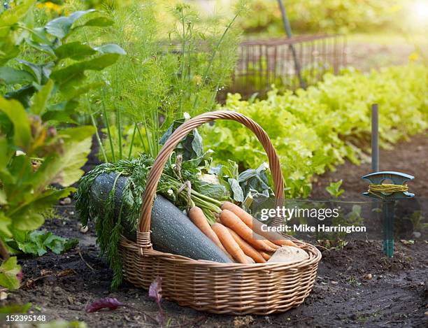 vegetable basket in allotment - orto foto e immagini stock