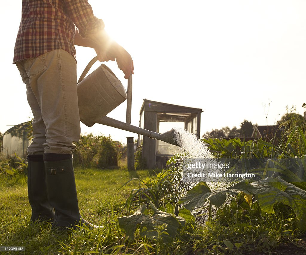 Man tending to plants in allotment