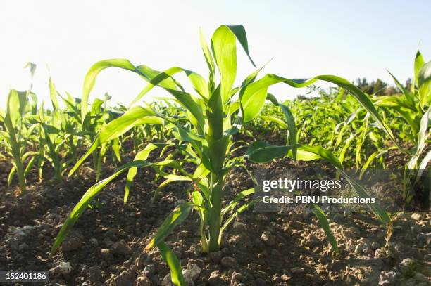 corn growing in field - emerging from ground stock pictures, royalty-free photos & images