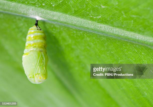 monarch butterfly chrysalis hanging from leaf - cocoon 個照片及圖片檔