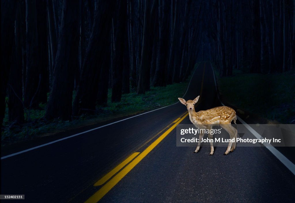 Deer caught in headlights on rural road