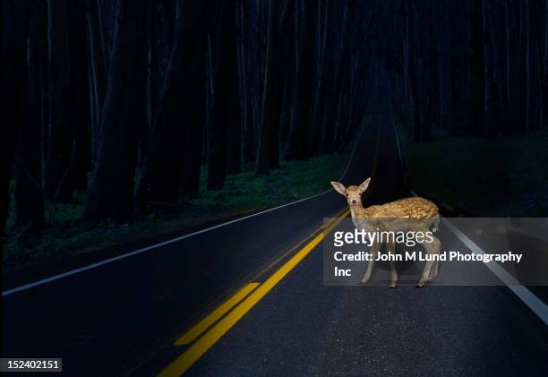 deer caught in headlights on rural road - landstraße stock-fotos und bilder
