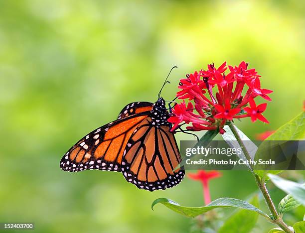 monarch butterfly on flower - sarasota botanical garden stock pictures, royalty-free photos & images