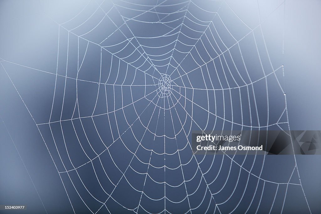Spider Web covered in morning dew.