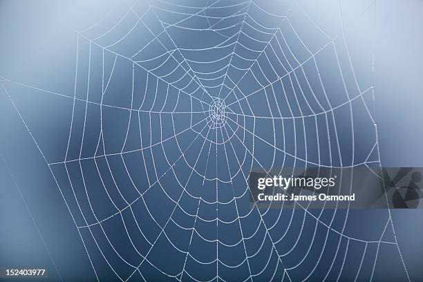 spider web covered in morning dew. - spider web stock pictures, royalty-free photos & images