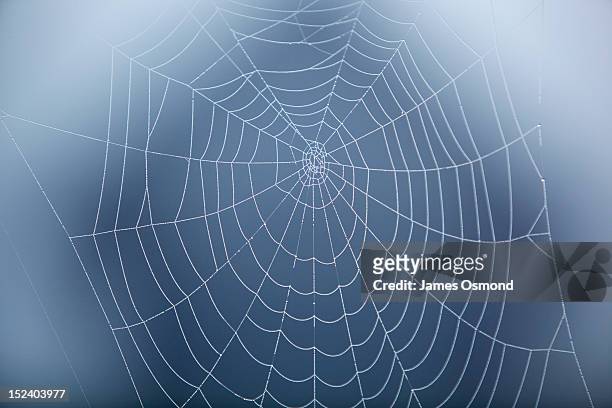 spider web covered in morning dew. - teia de aranha imagens e fotografias de stock