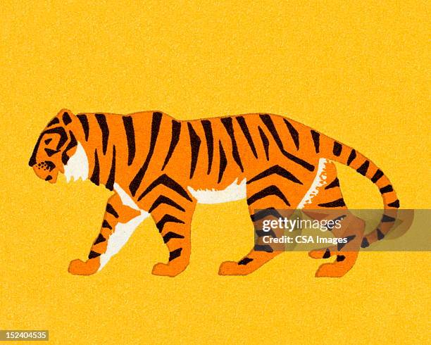ilustrações, clipart, desenhos animados e ícones de tigre - espreitando