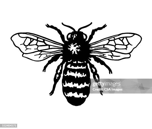 bee - bumblebee stock illustrations