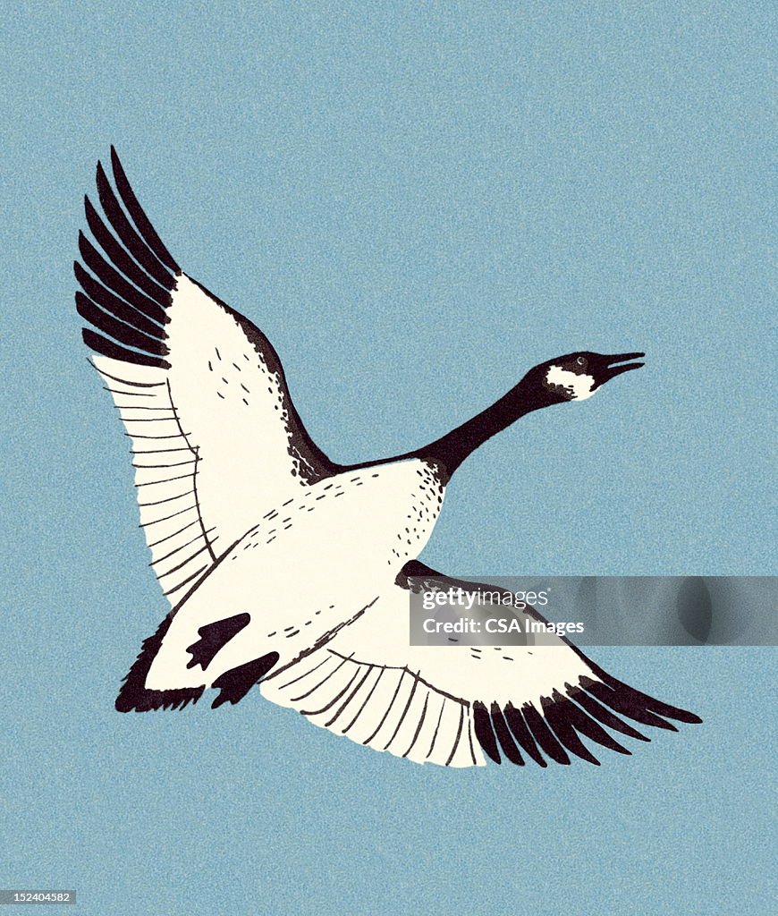 Canadian Goose Flying