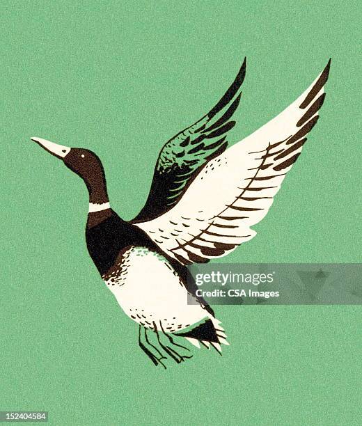 mallard duck flying - mallard stock illustrations