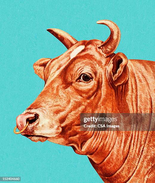 bull mit nasenring - bulle männliches tier stock-grafiken, -clipart, -cartoons und -symbole