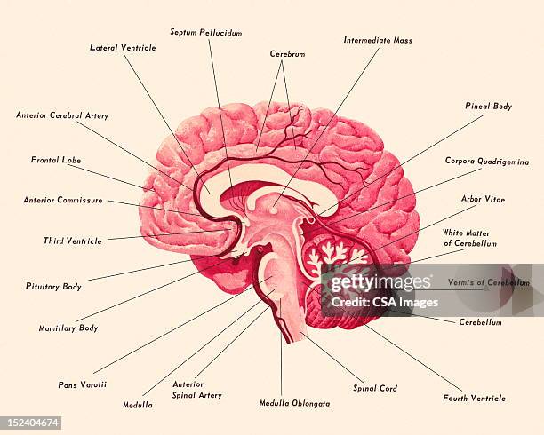 diagram of a brain - sticking up stock illustrations