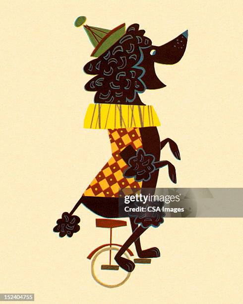 poodle on a unicycle - poodle stock illustrations